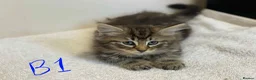European cats for sale: Beautiful kittens for sale - Advert 1