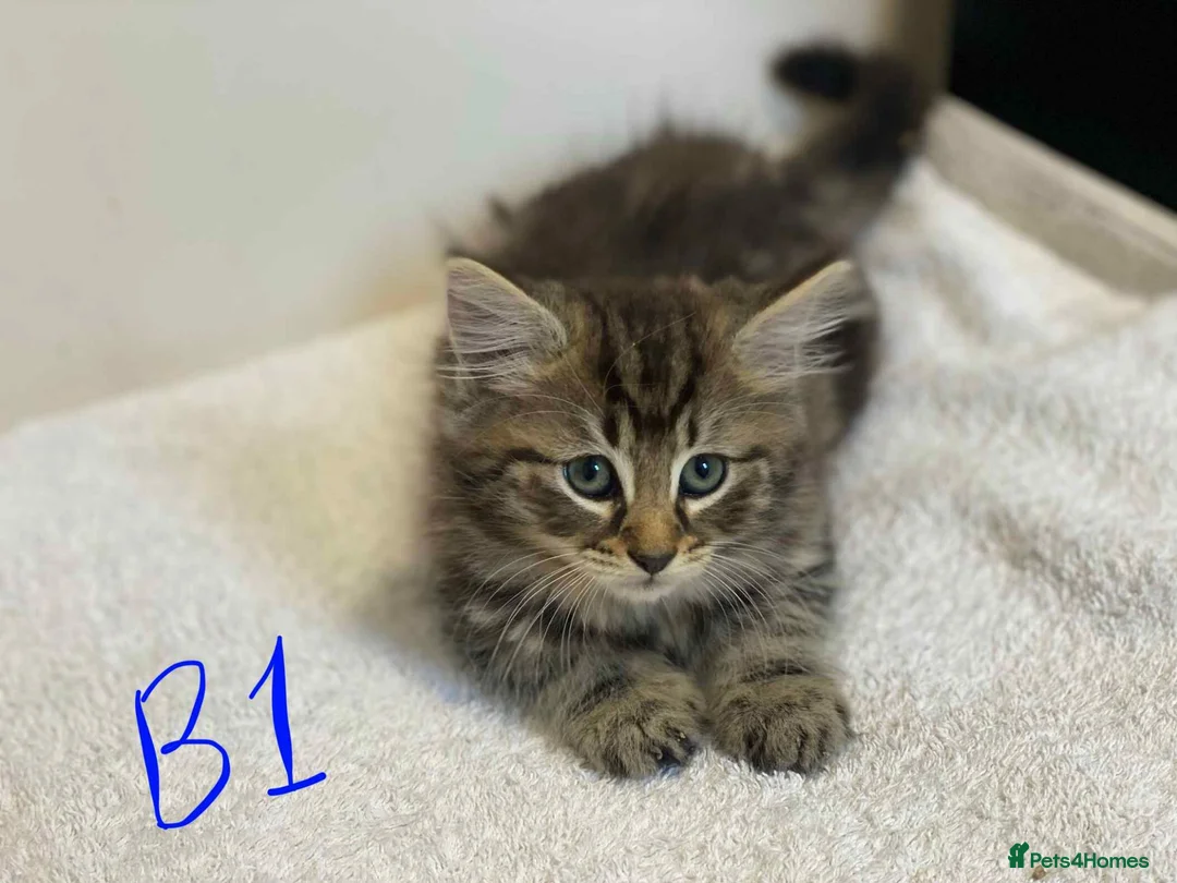 European cats for sale: Beautiful kittens for sale - Advert 1