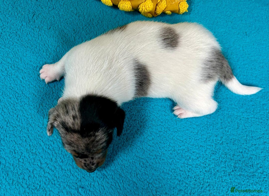 Jack Russell dogs for sale: Quality pure bred  Jack Russel babies  - Advert 18