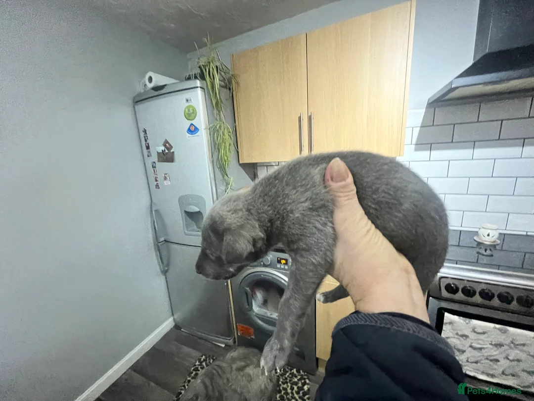 Bedlington Terrier dogs for sale: Beautiful Bedy/whippet Pups in Halstead - Advert 13