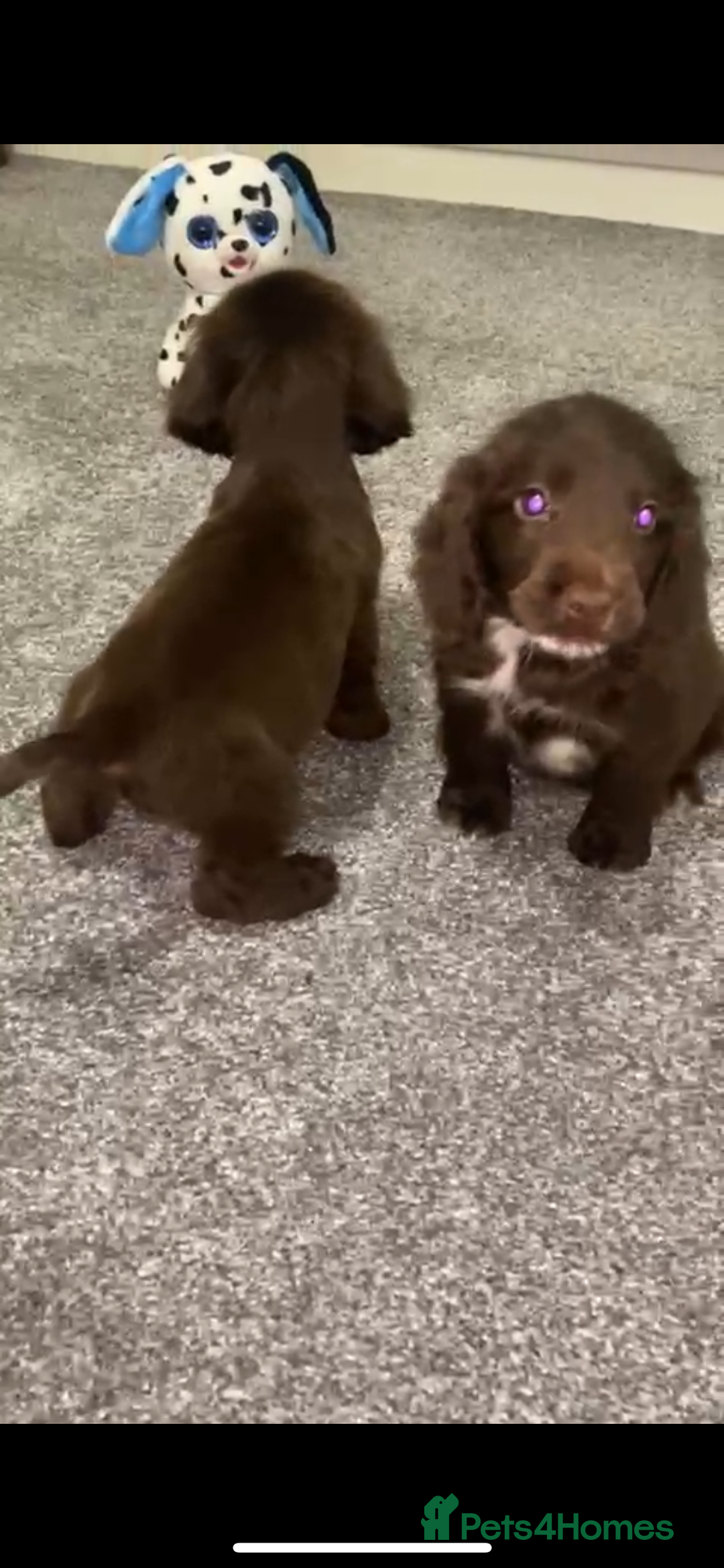 Cocker Spaniel dogs for sale: 3 boys 1 girl Ready to leave show cocker puppies  - Image 9