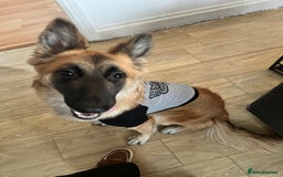 German Shepherd dogs for sale: German shepherd girl - Image 4