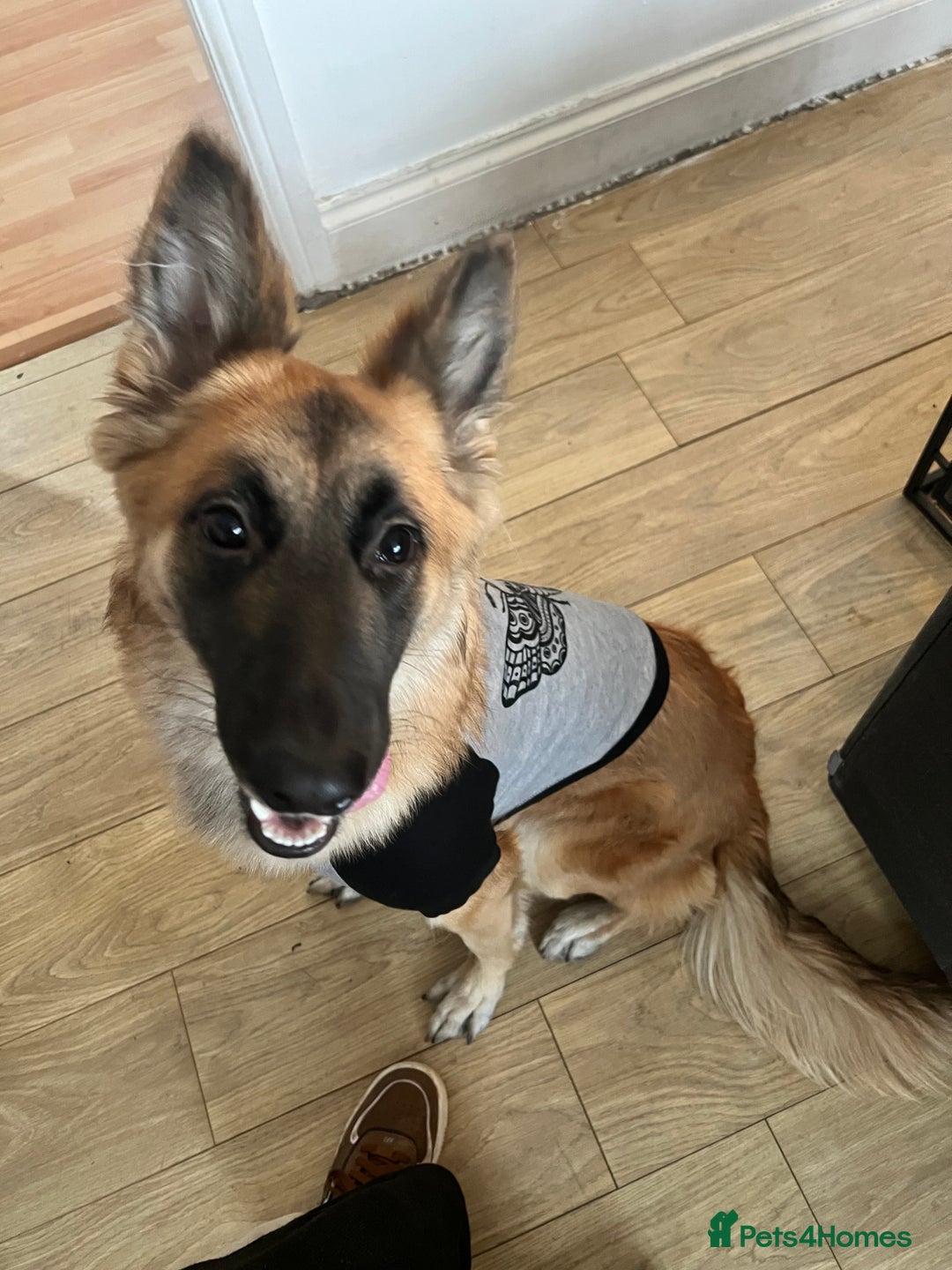 German Shepherd dogs for sale: German shepherd girl - Image 4
