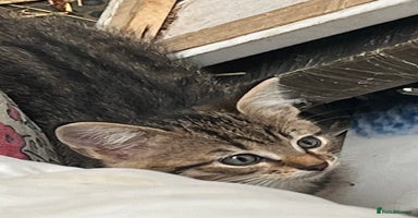 Mixed Breed cats - Advert 6