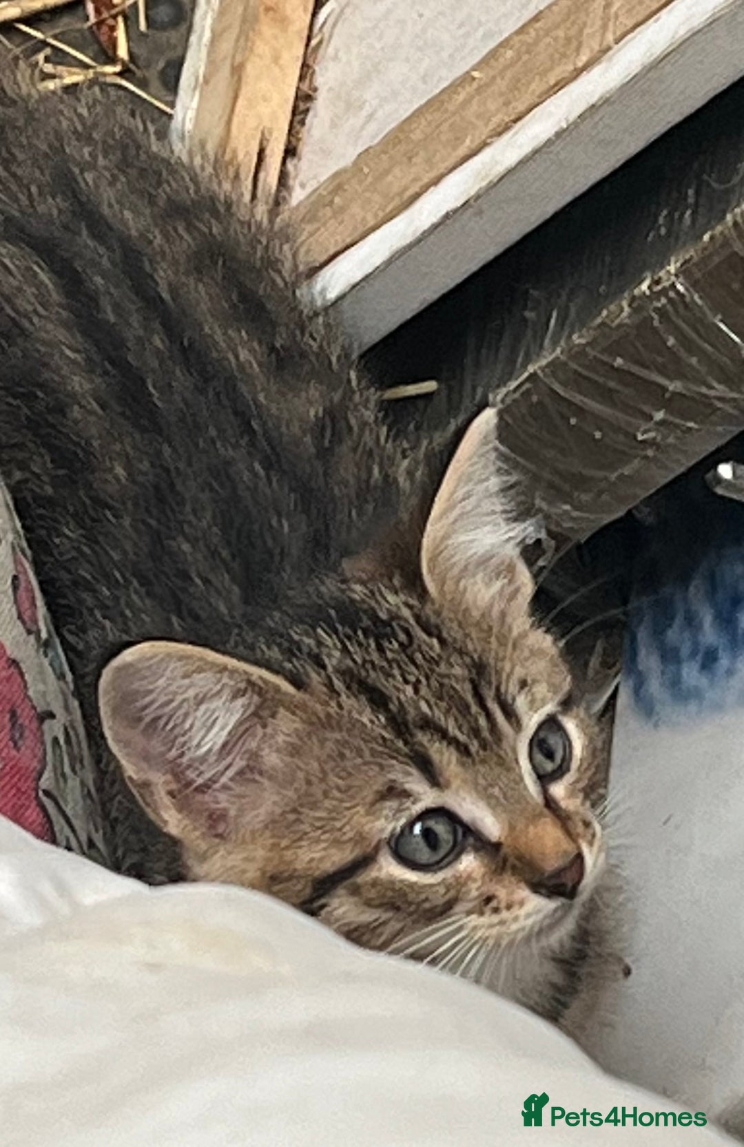 Mixed Breed cats for sale: Very healthy and pretty boys and girls  - Image 2