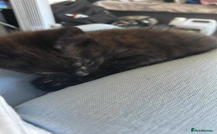 Domestic Shorthair cats - Advert 1