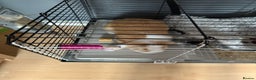 Mini Lop rabbits for sale: Beautiful girl for new home - Advert 5