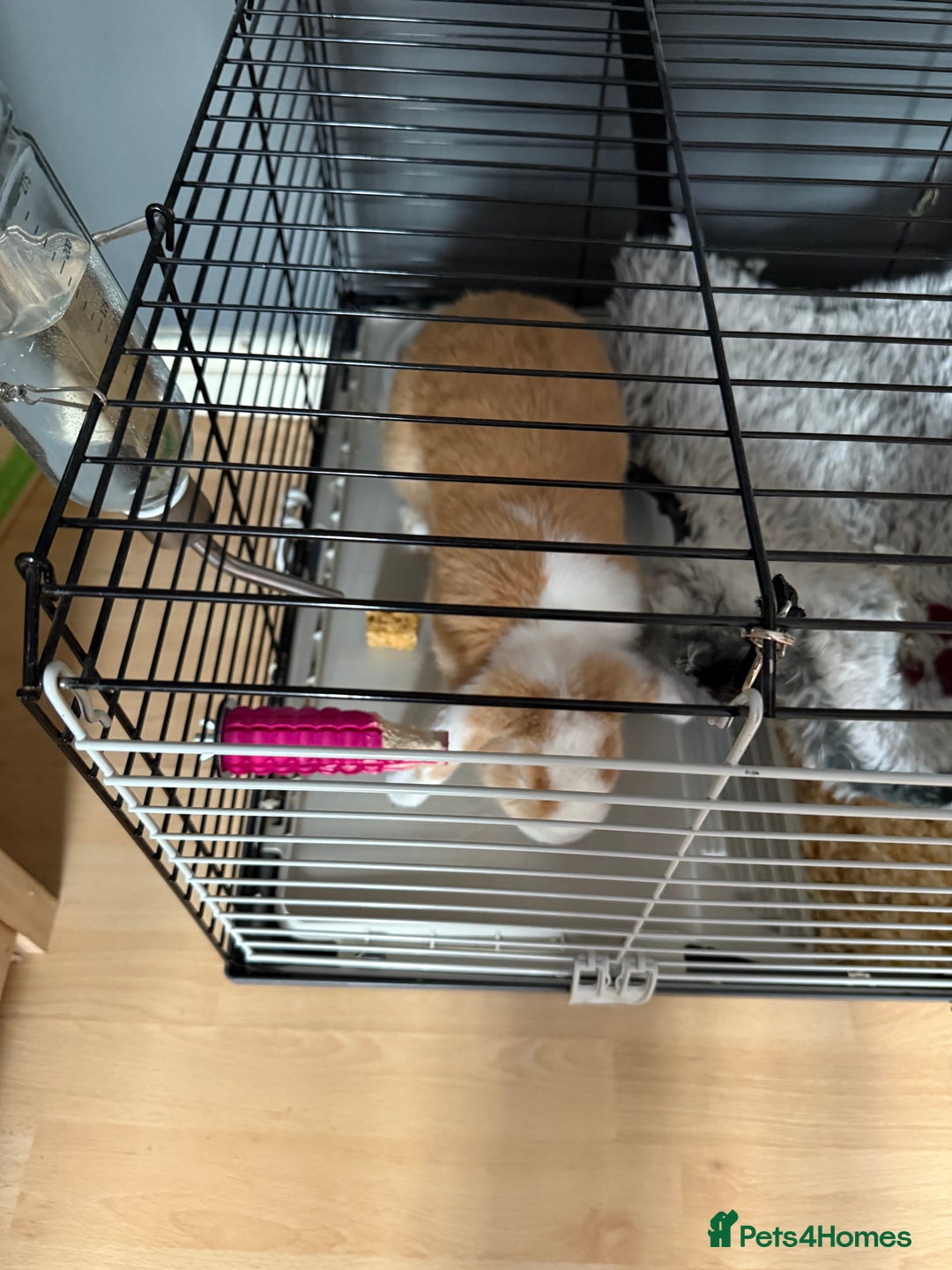Mini Lop rabbits for sale: Beautiful girl for new home - Advert 5