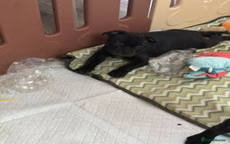 Staffordshire Bull Terrier dogs for sale: Stunning Staffordshire Bull Terrier pups   in Farnborough - Image 29