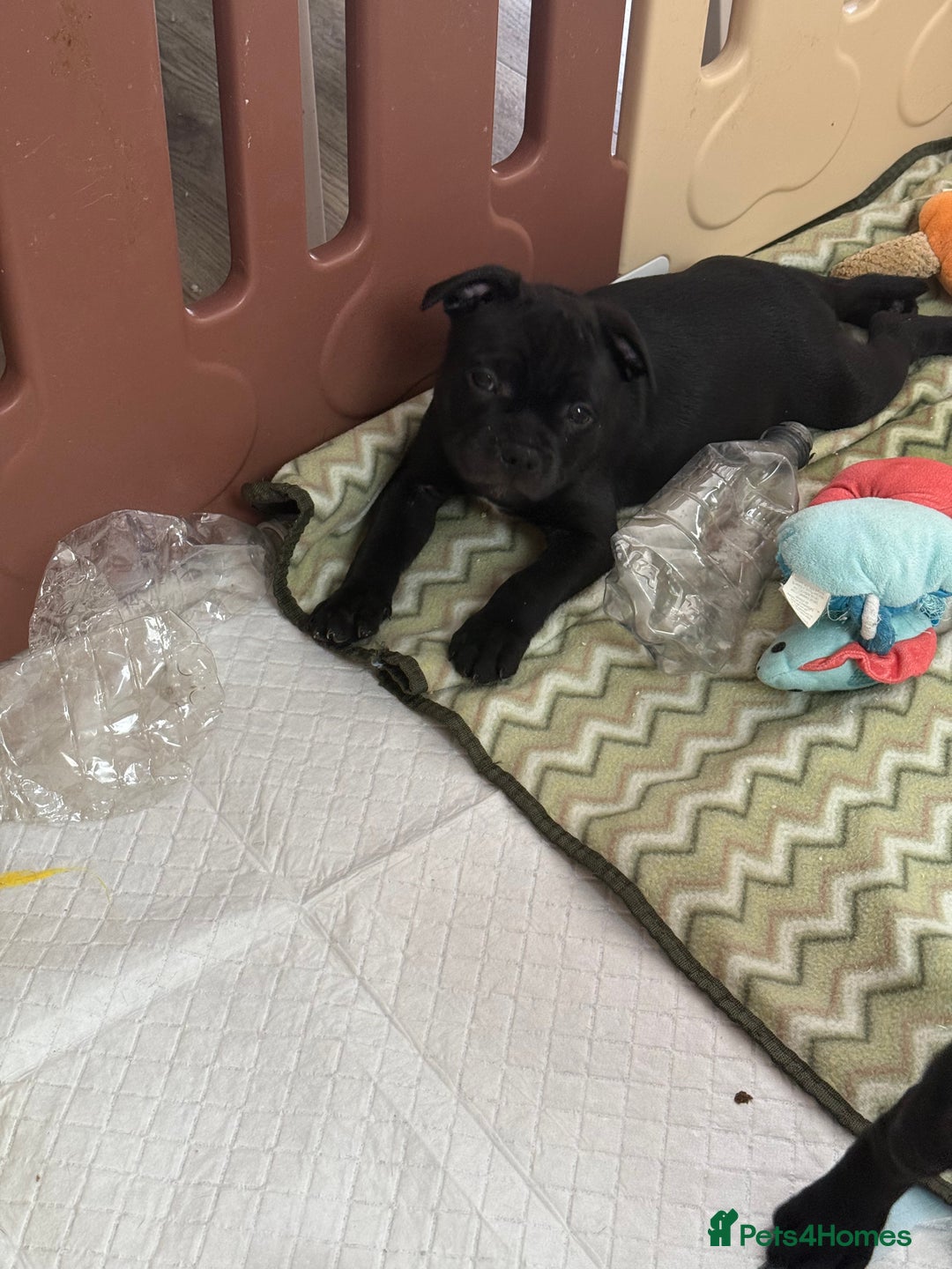 Staffordshire Bull Terrier dogs for sale: Stunning Staffordshire Bull Terrier pups   in Farnborough - Image 29