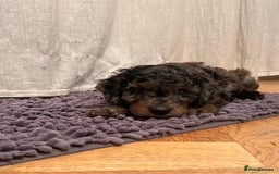 Cockapoo dogs for sale: Fb2 miniature cockapoo - Advert 32