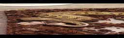 Python Snake reptiles for sale: Royal pythons and rack  in Burton-on-Trent - Advert 3
