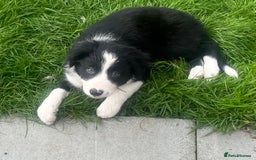 Border Collie dogs for sale: Beautiful girl non kc  - Image 13