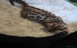 Bengal cats for sale:  1 stunning male bengal kitten  - Image 29