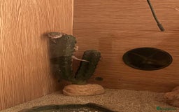 Gecko reptiles for sale: Leopard geko - Advert 2