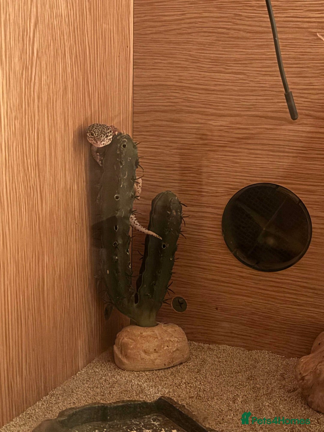 Gecko reptiles for sale: Leopard geko - Advert 2