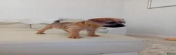 Border Terrier dogs for sale: Beautiful Border Terrier Puppies  - Advert 4
