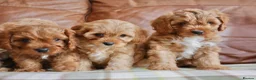 Cavapoo dogs for sale: Quality Health Tested F1 Toy Cavapoo Puppies - Advert 9