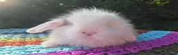 Angora rabbits for sale: 💜STUNNING TEDDYWIDDER X MINI LOP BABIES 💜 - Advert 17