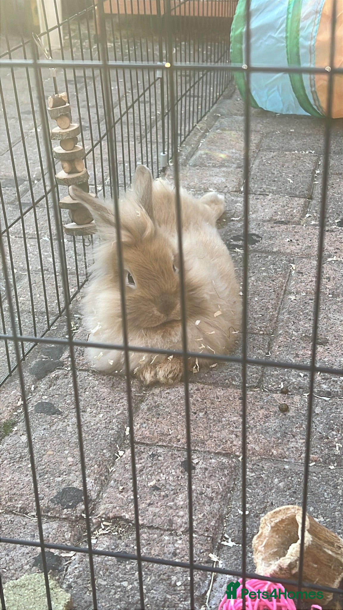 Mixed Breed rabbits Lop/cross lion head bunnies 2 for £30 - Advert 1