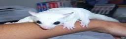 Sugar Glider rodents for sale: Sugar Glinder leucístic in London - Advert 2