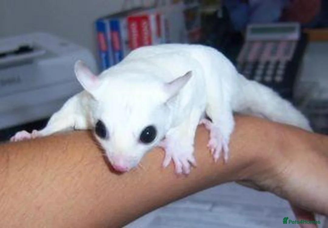 Sugar Glider rodents for sale: Sugar Glinder leucístic in London - Advert 2