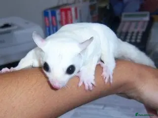 Sugar Glider rodents ❤️Sugar Glinder leucístic white - Advert 1