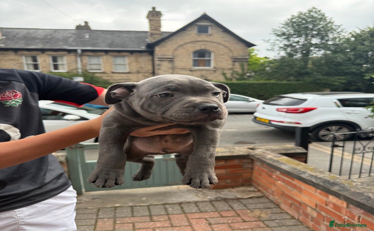 Staffordshire Bull Terrier dogs - Advert 16