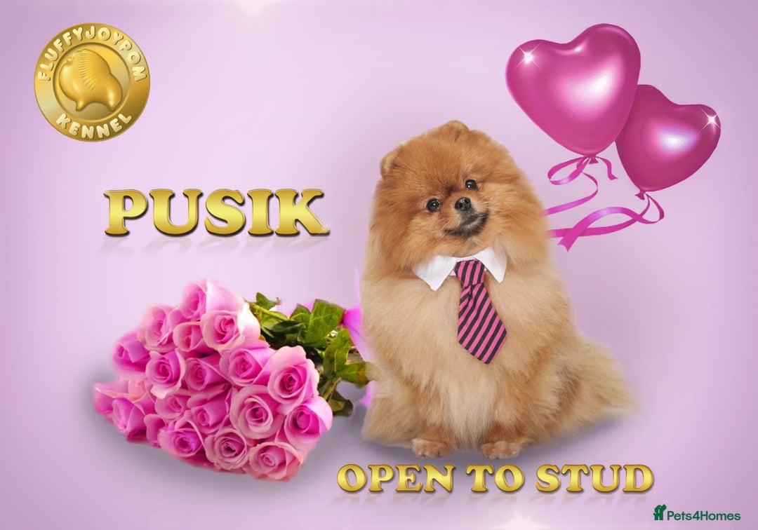 Pomeranian dogs for sale: Pomeranian Girl . Ready to go new home  - Image 15