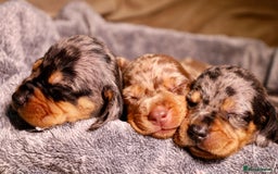 Dachshund dogs for sale: Dachshund Lovely Pupies Waiting for Forever Home - Image 11