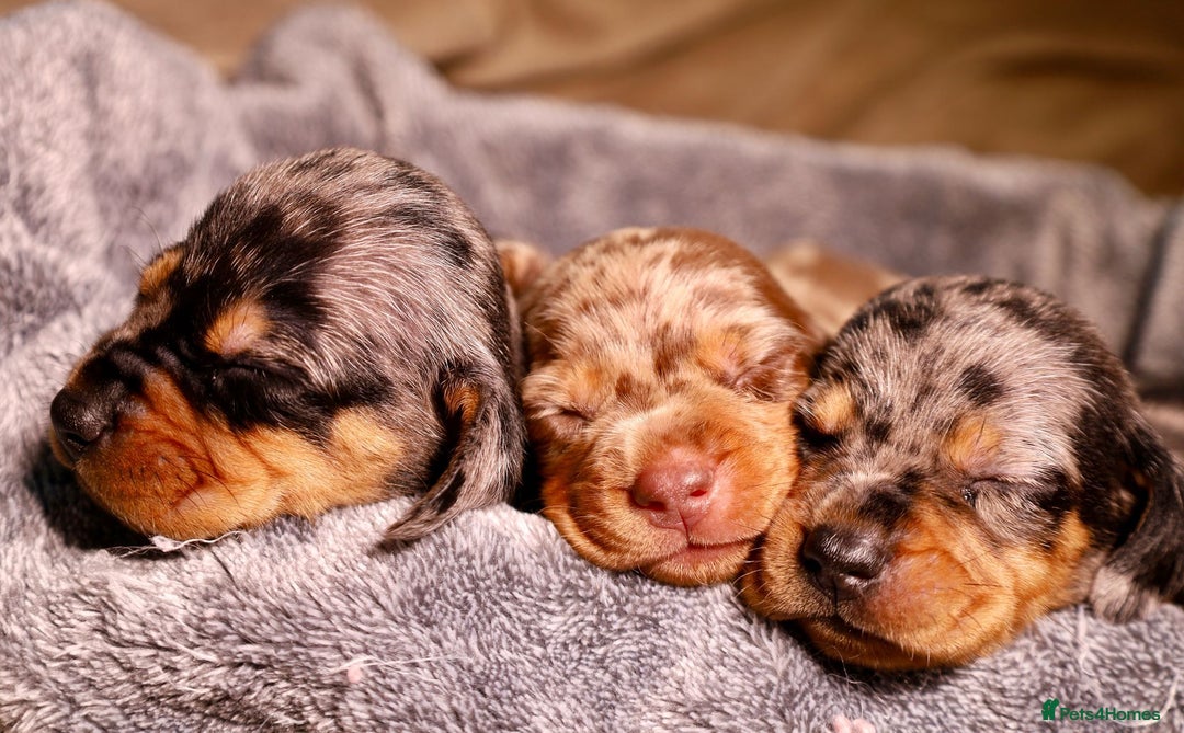 Dachshund dogs for sale: Dachshund Lovely Pupies Waiting for Forever Home - Image 11