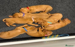 Hungarian Vizsla dogs for sale: KC regarding Hungarian Vizsla puppies - Image 14