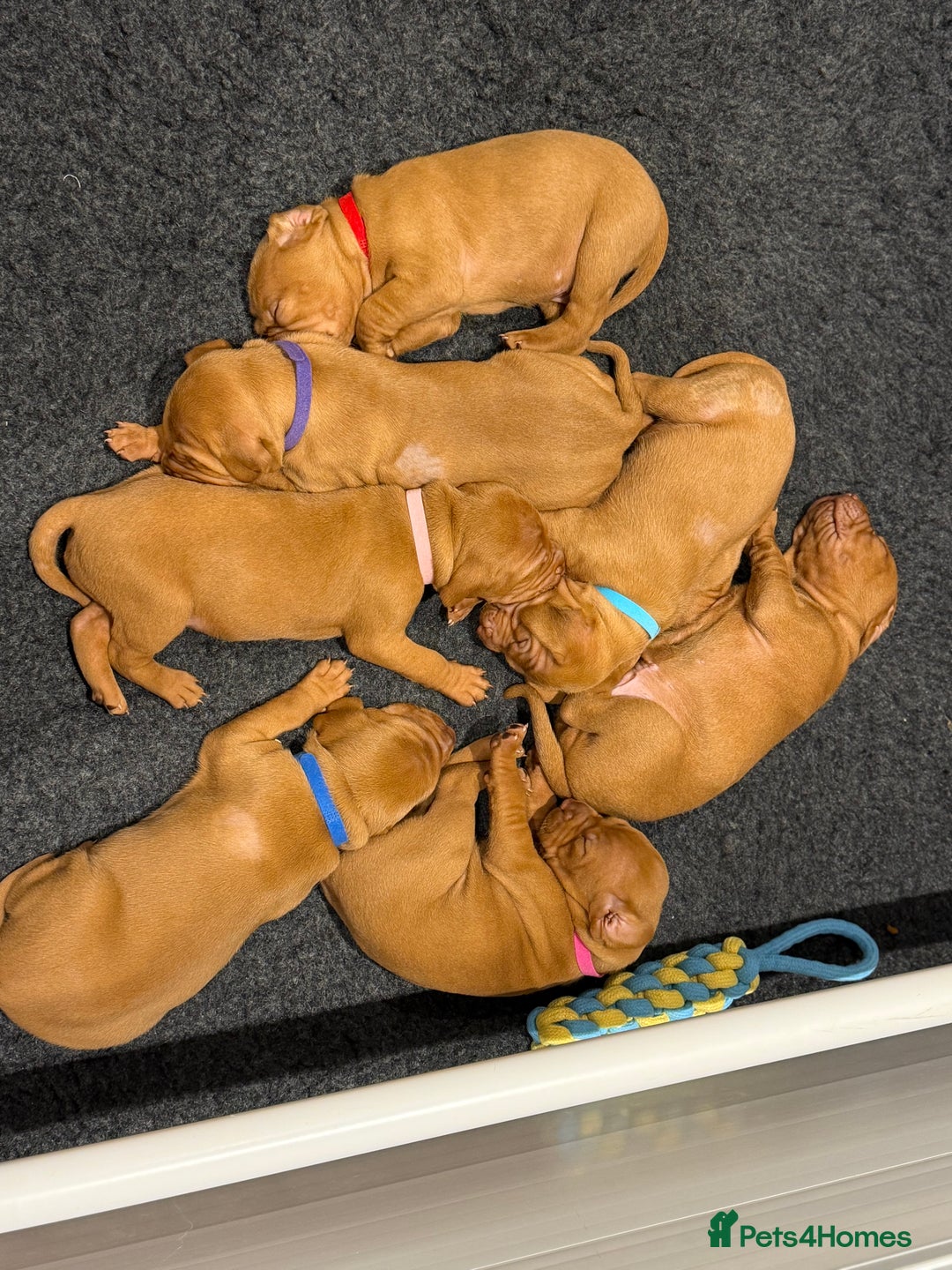 Hungarian Vizsla dogs for sale: KC regarding Hungarian Vizsla puppies - Image 14