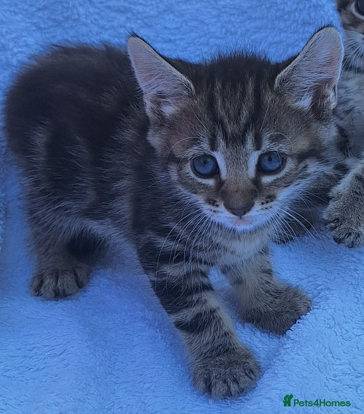 Mixed Breed cats Beautiful kittens  - Advert 1