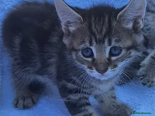 Mixed Breed cats Beautiful kittens - Advert 16