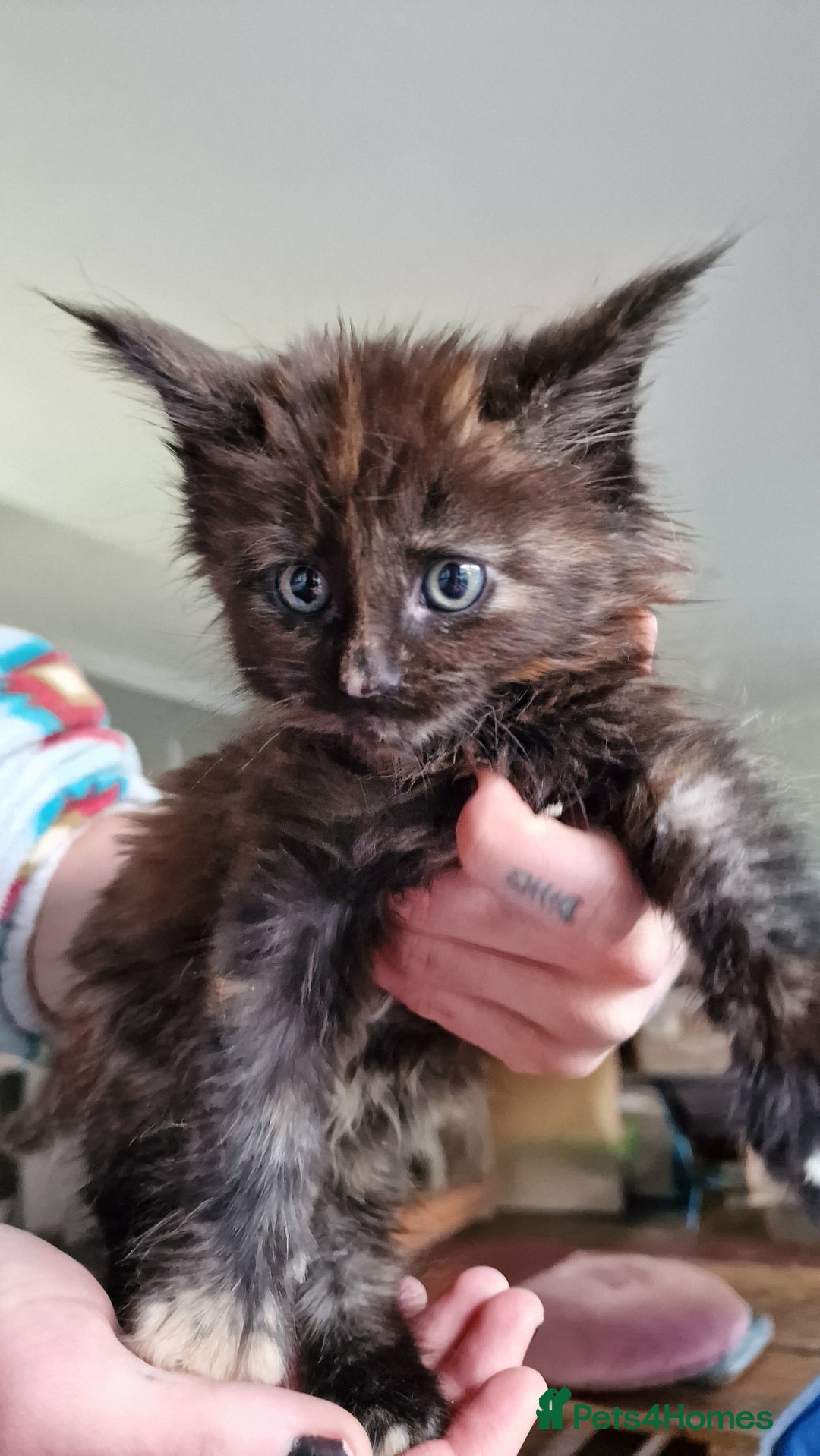 Maine Coon cats for sale: Beautiful Mainecoon kittens  - Advert 12
