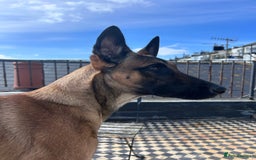 Belgian Shepherd Dog dogs for sale:  Loving Home Wanted for Reiya - Belgian Malinois - Image 1