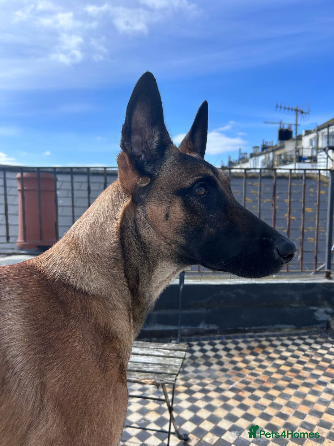 Belgian Shepherd Dog dogs for sale:  Loving Home Wanted for Reiya - Belgian Malinois - Image 1