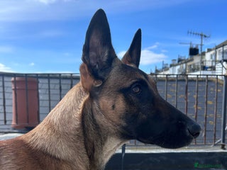 Belgian Shepherd Dog dogs - Advert 21