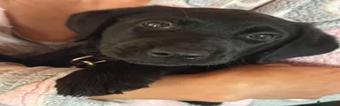 Labrador Retriever 4