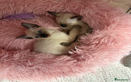 Siamese cats for sale: 2 male sealpoint siamese  - Image 8