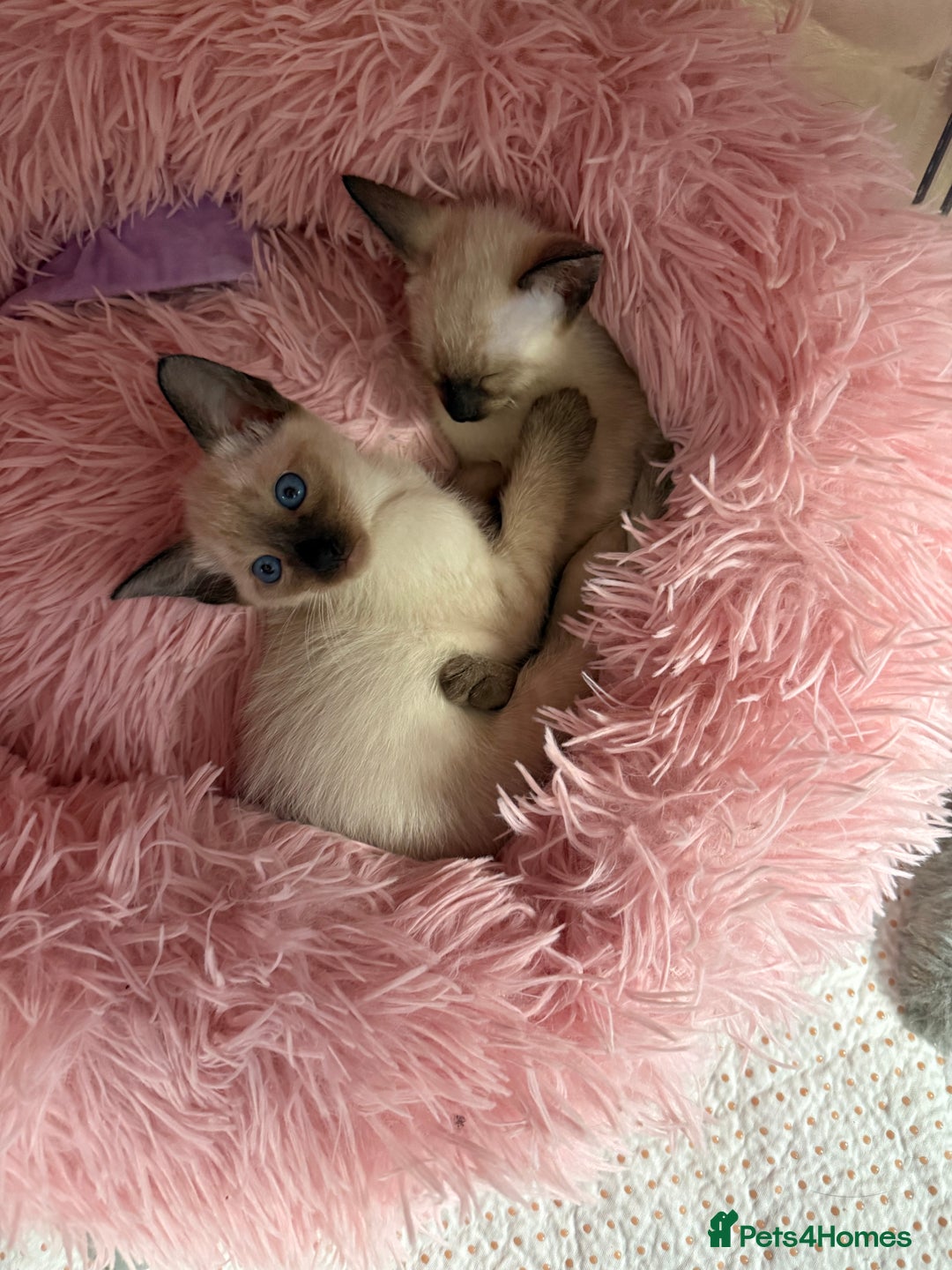 Siamese cats for sale: 2 male sealpoint siamese  - Image 8
