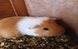Guinea Pig rodents for sale: Male guinea pigs  - Image 1