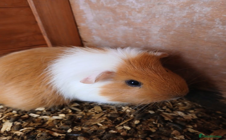 Guinea Pig rodents - Advert 1
