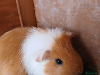 Guinea Pig rodents - Advert 28