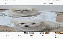 Maltese dogs for sale: Lovely maltese ready to go - Image 13