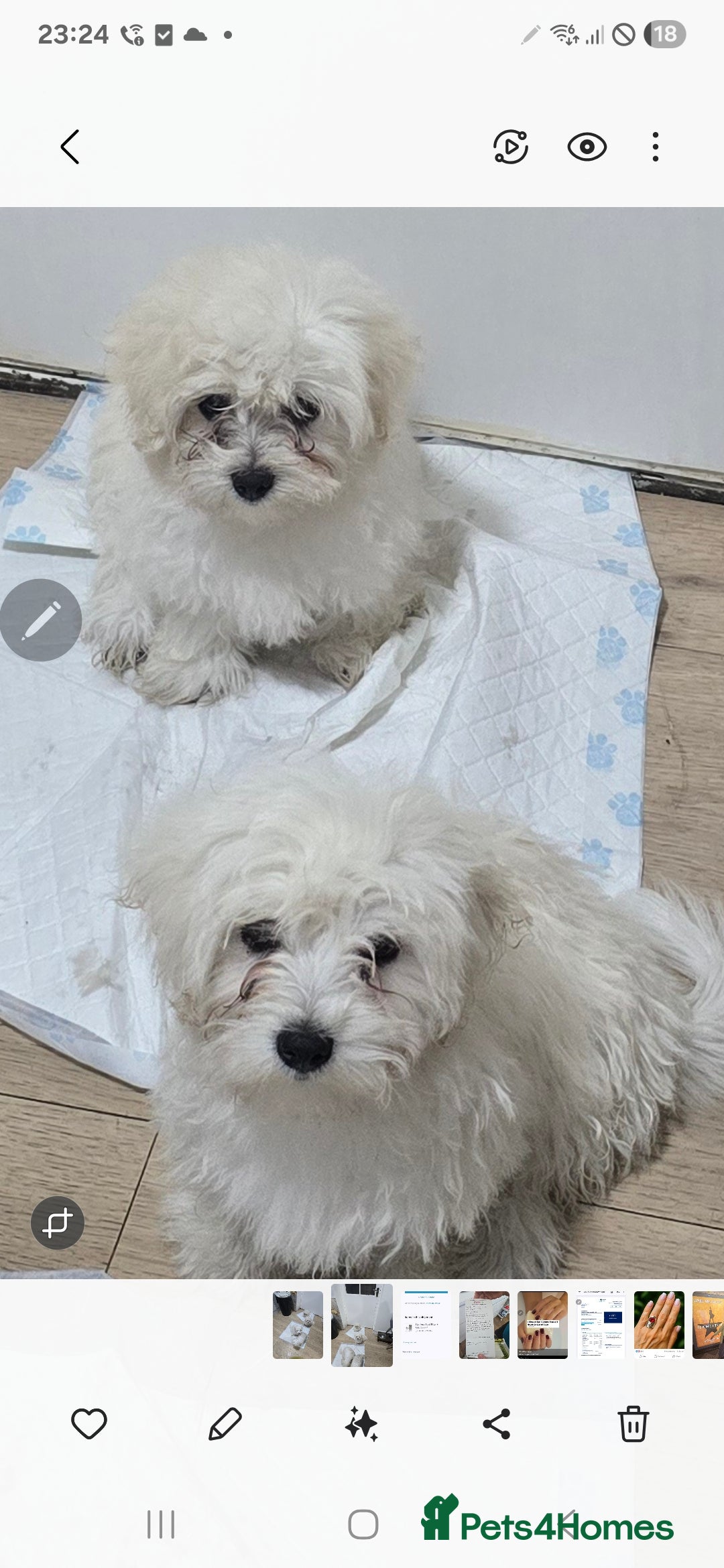 Maltese dogs for sale: Lovely maltese ready to go - Image 13