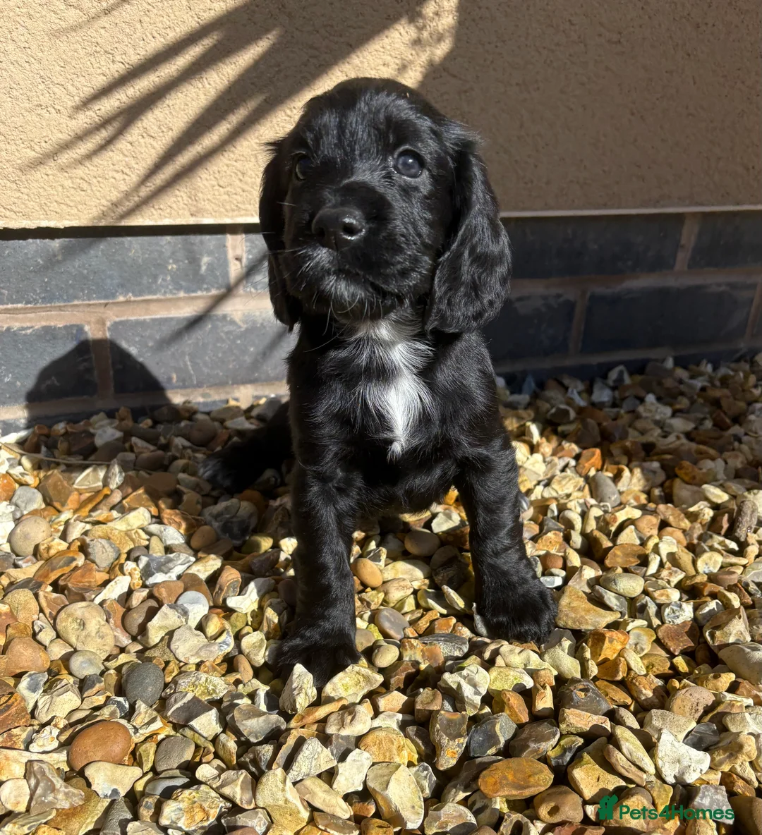 Sprocker dogs for sale: Beautiful Sprocker Spaniel Girls - Advert 2