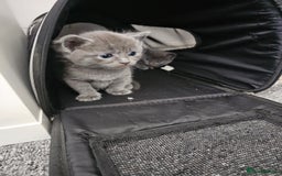 Russian Blue cats for sale: 1 Russian Blue kitten available - Advert 4