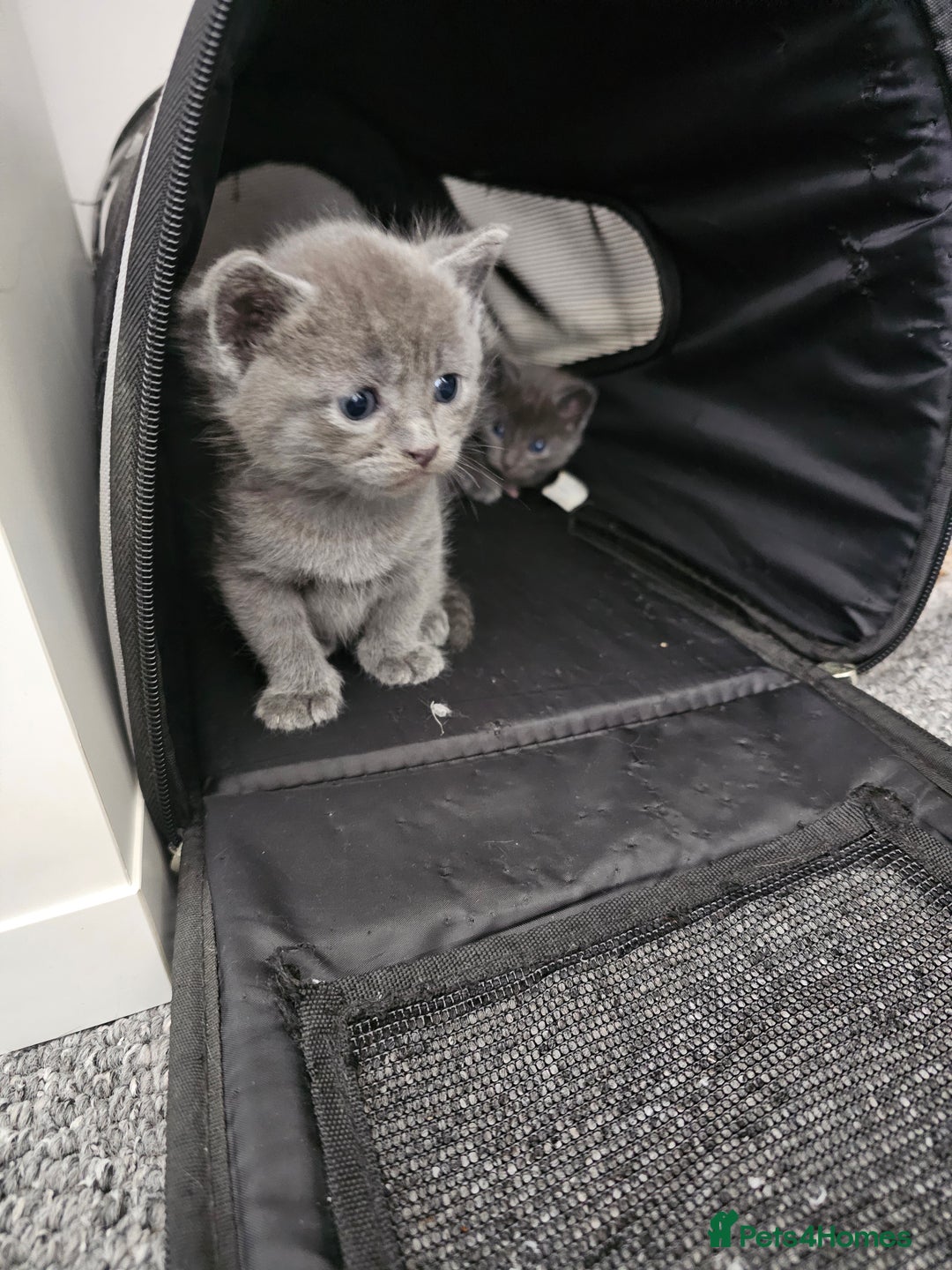 Russian Blue cats for sale: 1 Russian Blue kitten available - Advert 4